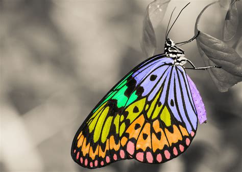 images wing petal color insect fauna invertebrate close