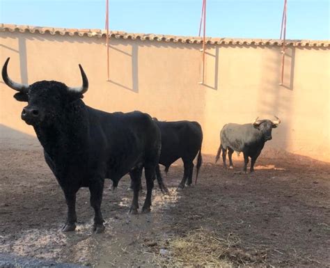 Los De Ferm N Boh Rquez Para Consuegra