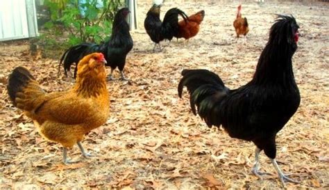 15 Most Famous Heritage Chicken Breeds – The Poultry Guide