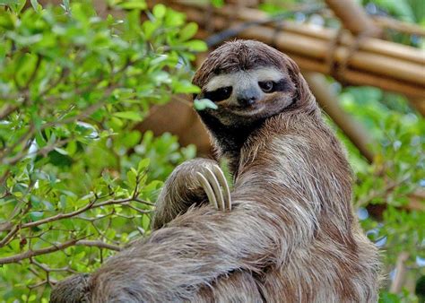 Fun Facts About Sloths In Costa Rica Wildlife