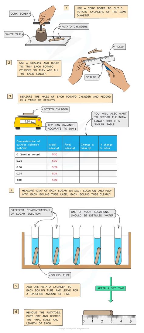 Estimating Water Potential In Plants Cie As Biology Revision Notes