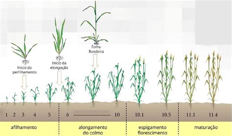 Estadio Fenologico Trigo 1 Sensix Blog