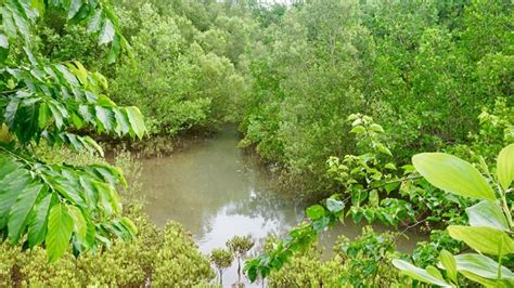 Mangrove Forest Conservation