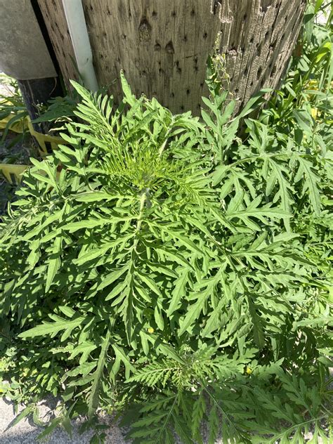 Late-summer allergies: goldenrod isn’t the culprit! – The Avant-Garden Shop
