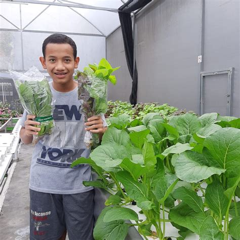 Membandingkan Hasil Tanaman Hidroponik Dengan Tanaman Tradisional Apa