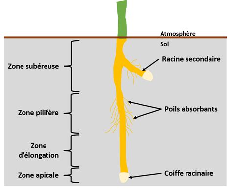 Le Syst Me Racinaire Biologie