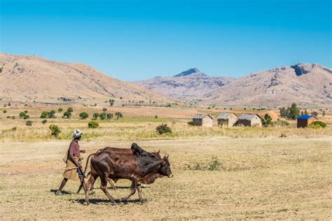 A Men Walking With Two Zebu In Madagaskar Village Near Andringitra