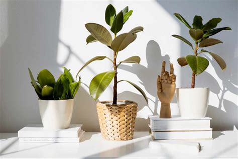 Minimalist Plant Decor Ideas for Your Living Room