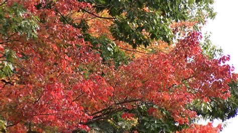 When Does Fall Officially Begin As Summer Comes To An End Wwlp