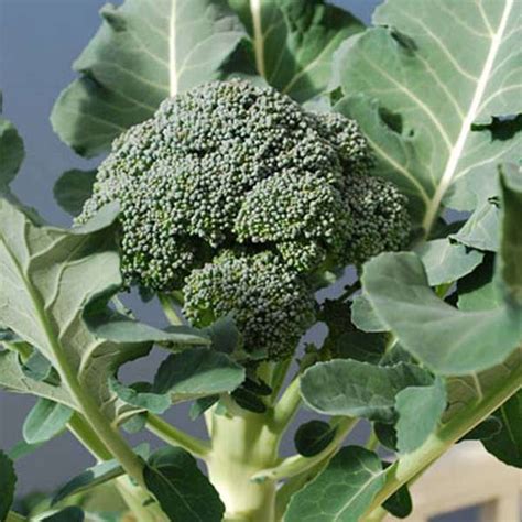 Buy Broccoli Green Organic Vegetable Seeds Online From Nurserylive At