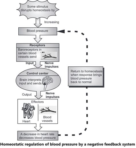 Feedback Mechanism- Definition and Types - Biology Ease