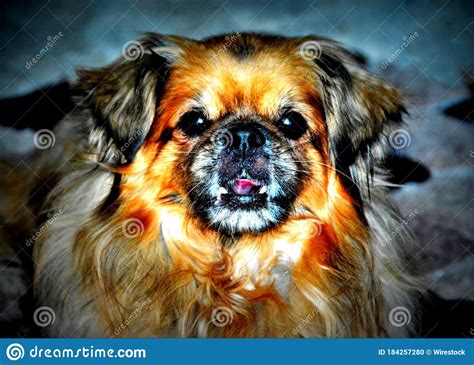 Portrait Of A Cute Imperial Pekingese Dog Stock Photo Image Of Ears