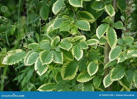 Leaves of Hornbeam, Carpinus Betulus.closeup of Hornbeam Leaves in Hedge Stock Photo - Image of ...