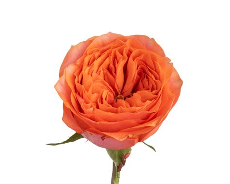 Victorian Bride – Parfum Flower Company
