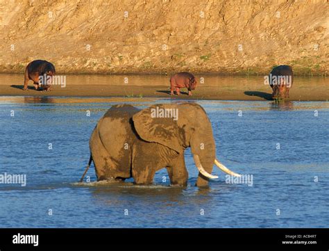 Male Elephant wading in Luangwa River with Hippos beyond South Luangwa ...