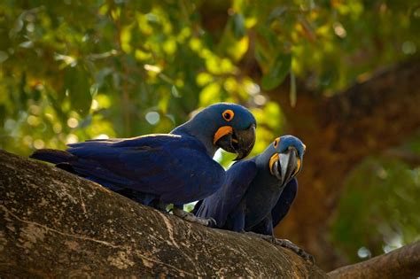 Brazil - A Wildlife Cruise to the remote Pantanal National Park ...