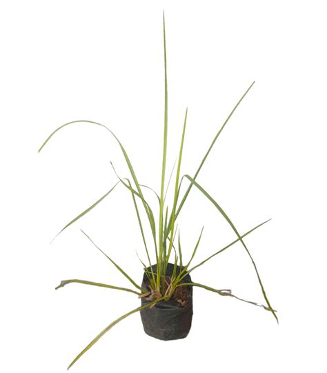 Vetiver Grass Savandara Plants Are Now Available