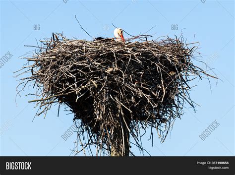 Stork Nest On Pillar Image And Photo Free Trial Bigstock