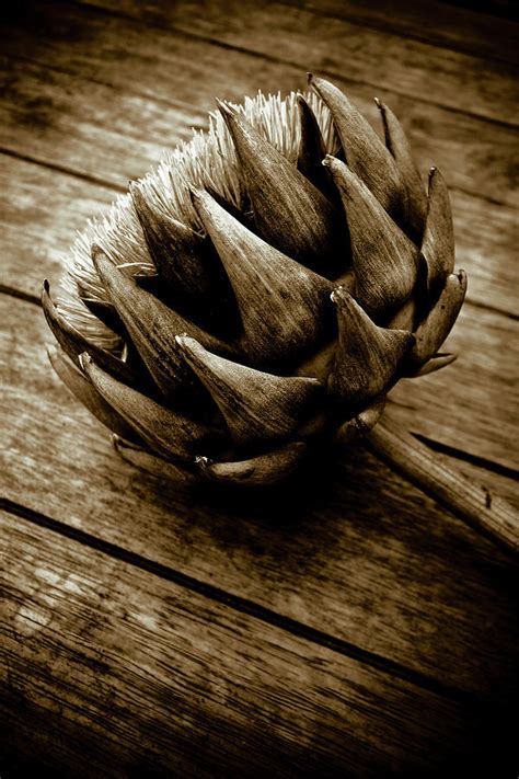 Artichoke Flower Still Life Photograph By Frank Tschakert Fine Art