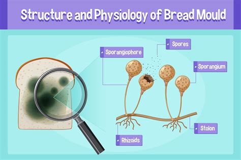 Spore Formation Diagram