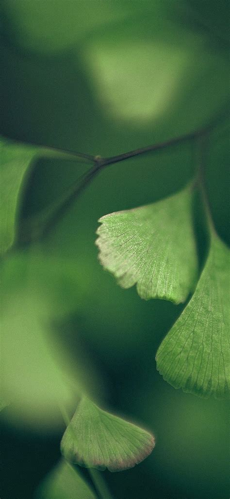 Good Luck Clovers Leaf Nature, Lucky Clover HD phone wallpaper | Pxfuel