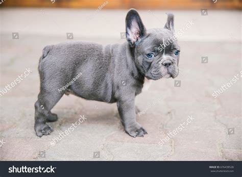 7307 Blue French Bulldog Puppy Images Stock Photos And Vectors