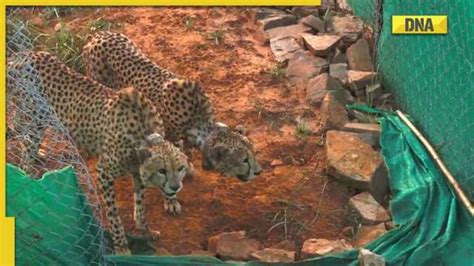 Two Male Cheetahs Make Their First Kill At Kuno National Park Within 24 Hours Of Being Released