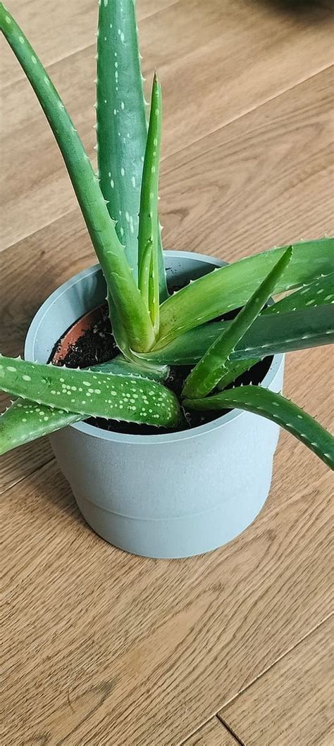 Aloe Vera Pflanze Hilfe Beim Umgang Mit Dem Forum Pflanzenforum