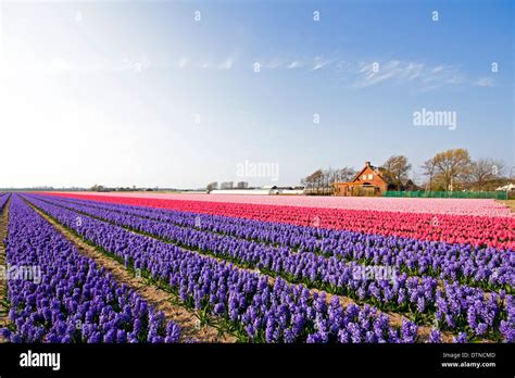 Colorful Spring Tulip Fields In The Netherlands Stock Photo Alamy