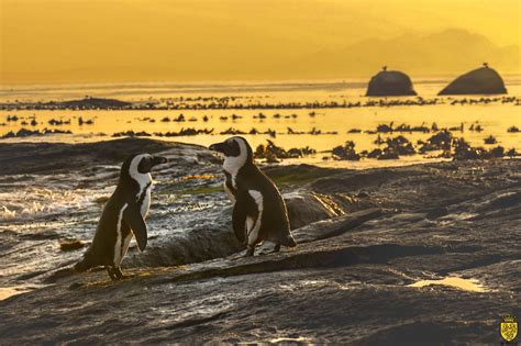 birdlife south africa bathed  golden morning light  african