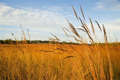 Big Four Native Grass Mix Johnston Seed Company Grass Species Grass Photography Grass