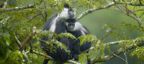 5 Days Rwanda Congo Primates Safari - Roots Tours & Travel