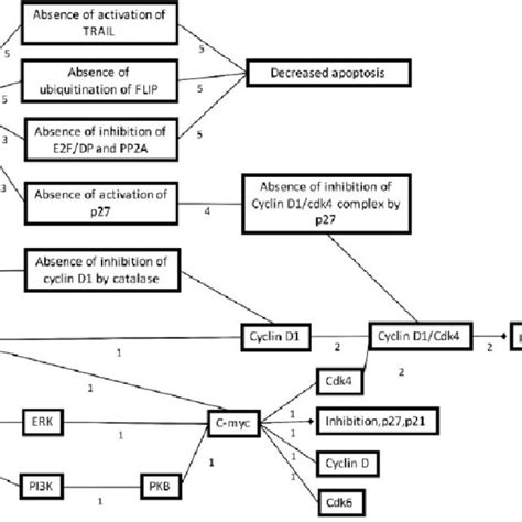 Representation Of A Putative Individual Adverse Outcome Pathway Aop