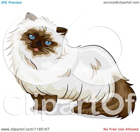 Cartoon of a Cute Himalayan Cat with Blue Eyes - Royalty Free Vector Clipart by BNP Design ...