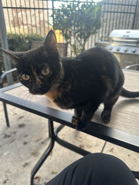Wichita Falls Pets NO BREEDERS | Is anyone missing a black and orange