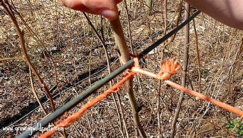 A Simple Guide To Tying Up Raspberries Growing Wild Roots