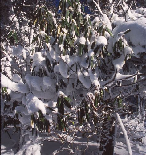 Snow On Rhododendron Canaan Valley Nwr Ken Sturm