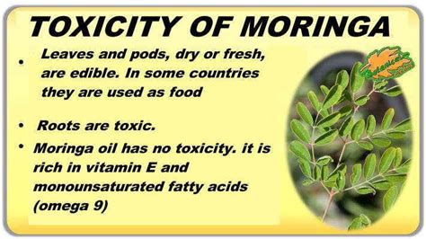 Moringa Powder Side Effects Hot Sex Picture