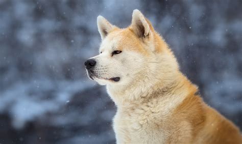 Conoce la historia de Hachiko El perro más leal del mundo