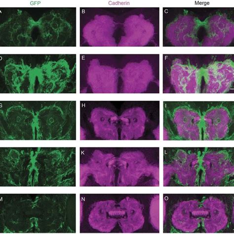 The Expression Pattern Of C Gal And Dn Cadherin Signal During Fb