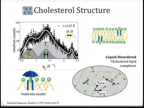 Ppt Cholesterol Structure In Lipid Rafts Powerpoint Presentation