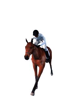 horse  jockey  gerbful  deviantart