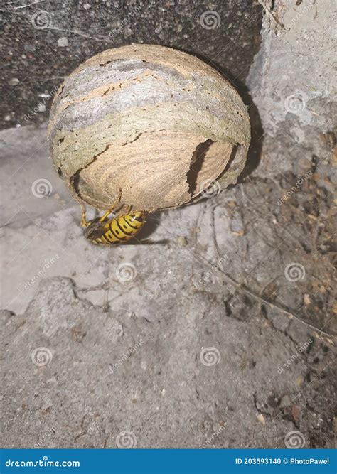 Vespiary Dry Gray on a Wooden Beam, House Wasp Concept Stock Photo