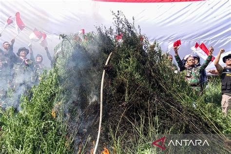 Operasi Ladang Ganja Bnn Dalam Rangka Hut Ke Ri Antara News