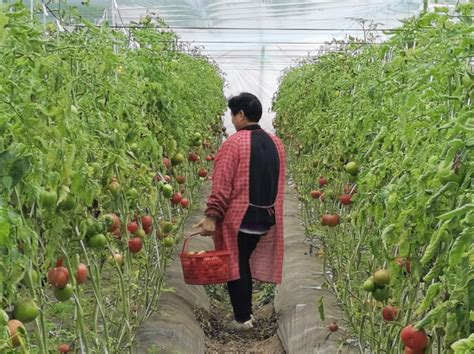 露天蔬菜抢收、大棚蔬菜保温升级，奉贤蔬菜合作社持续供应市民菜篮子精神文明创建专栏