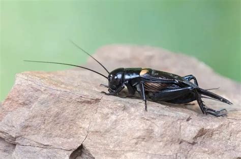 Cricket Symbolism - Spirit Animal Totems