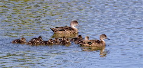 Grey Teal With Ducklings Great Bird Pics