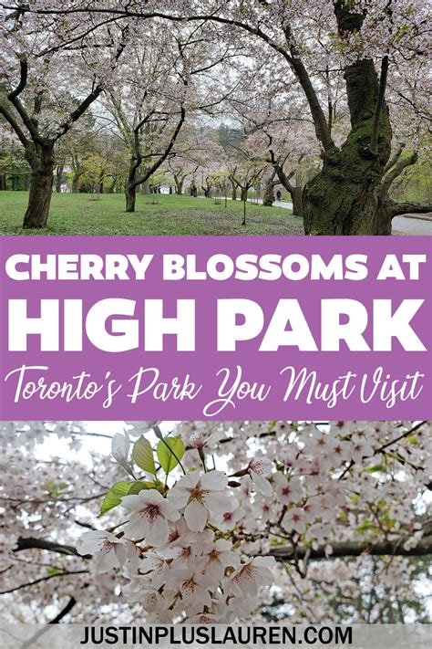 High Park Cherry Blossoms in Toronto: The Ultimate Guide