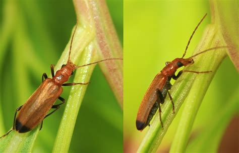 Wharf Borer From La Teste De Buch France On June 18 2023 At 01 28 Pm By Sylvain G · Inaturalist