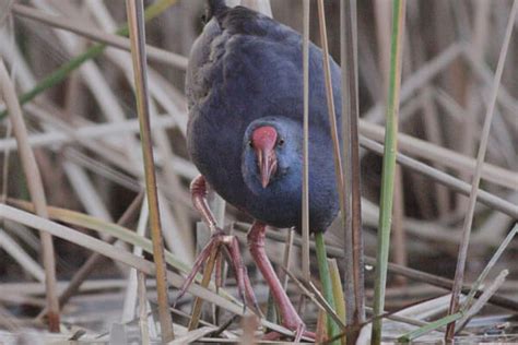 Western Swamphen In Spain Wild Andalucia Birding Tours